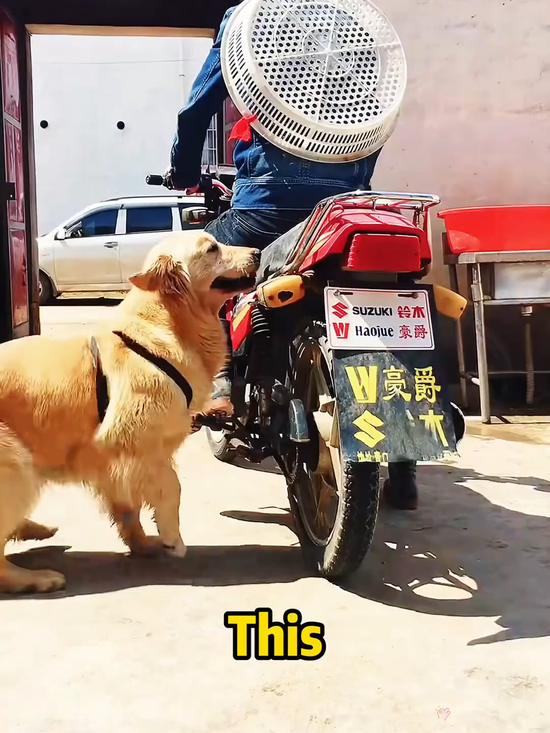 A puppy that can catch fish.#pets #animals #cute #shorts