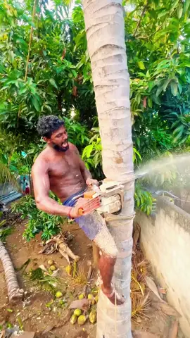 The process of high-altitude tree felling#viral #foryou #tiktok #fyp #funny #trivia #shorts #usa🇺🇸 #america