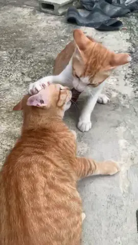 แค่นกตัวเดียว จะมีมวยสะแล้ว😂🐱#แมวน่ารักตลกสุดฮา #ขึ้นฟีดเถอะ #ilovetiktok #แมวส้ม #แมว4แสบ 