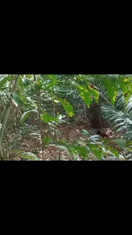 #tiktoklive #livehighlights 