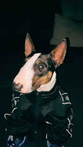 Neuer banger von Annie🍋🍋 Did I cook? @Casual Dog Anton  #casual #fredperry #casualdog ##blowthisupforme #adidasoriginals #viralditiktok #viralvideos #viral #adidasspezial #manchester #kappa #casualstyle #trend #tik_tok #new #casuals #trending 
