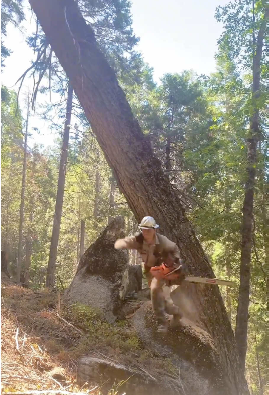 Dead Tree Removal Moment of lmpact #satisfying #giant #tree #oddlysatisfying #asmr #fyp 