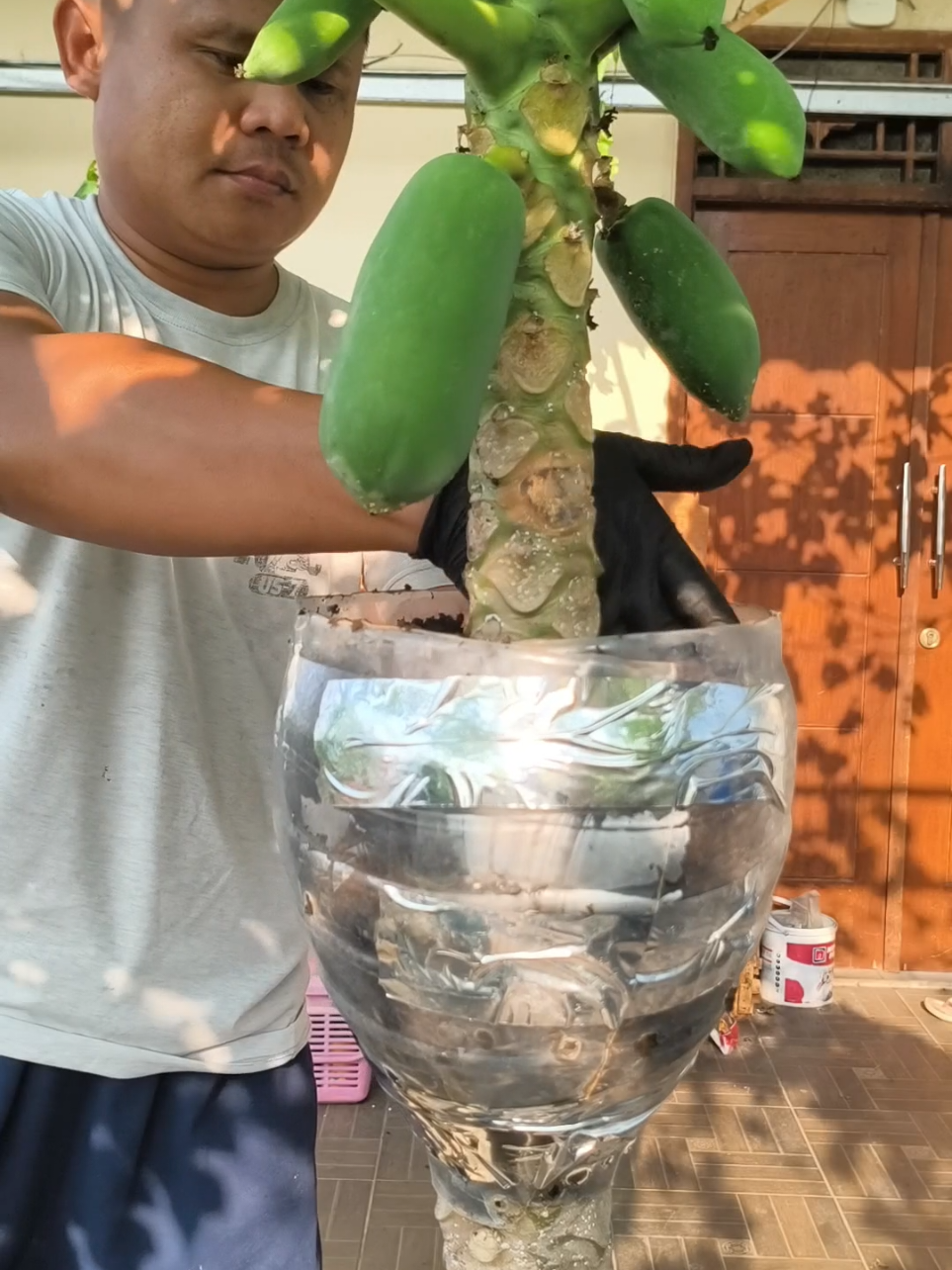Cara cangkok pohon pepaya. Biar berbuah pohon nya pendek #cangkok #cangkokpepaya #pepaya # #fypシ #4u 