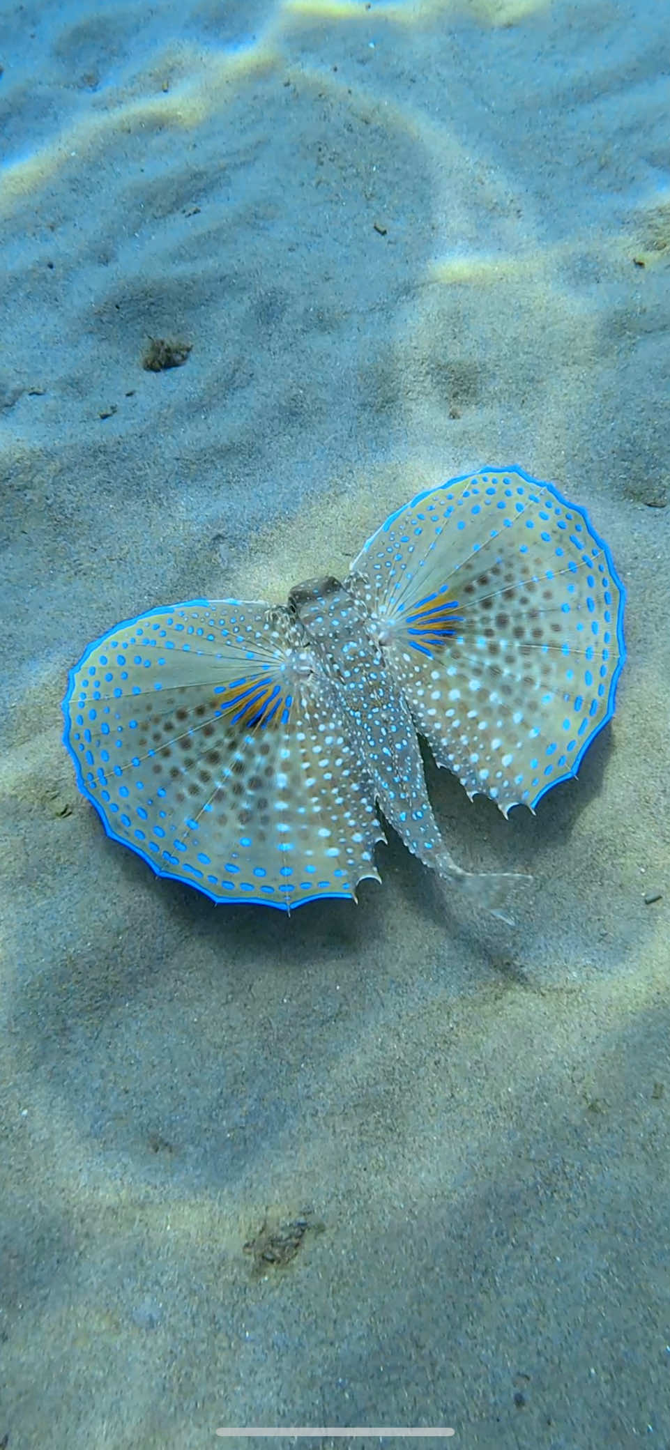 Pez golondrina 🌊❤️ #gopro #underwatertiktok #marinelife #snorkeling #nature  Shot on GoPro HERO11  @GoPro 