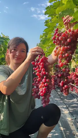Великий вибір саджанців можна замовити зателефоном: +380974829271 Або у нас на сайті 