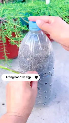 Trồng hoa 10h đẹp bằng chai nhựa  #hoa10h #hoa10gio #hoamuoigio #hoamuoigiobonsai  #hoamuoigiolaunam 