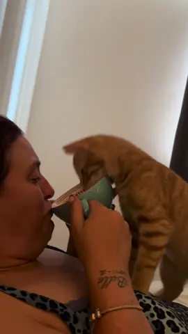 Whole new meaning of sharing, given no choice! 😅 #kitten #kittensoftiktok #drink #funnyvideos😂 #mfcdanisback 