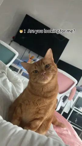 Amusing cat 🐱😂#fyp #funny #catfortiktok #cat #pets #cute #catsoftiktok#foryou#cats#funnyvideos #catlover #funnycats#funnyanimal #catlife