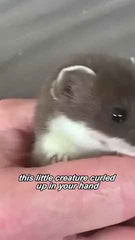This little creature is a white weasel #fyp #usa #tiktok #animals #rescue #stoat 