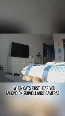 When l first called my cat on surveillance. #funny #monitoring #cat #cats #catlovers  