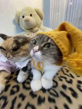 тгк: Хлоя и Фрейя | купить сигну можно там - закреп пост🐈
