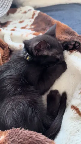 Job: Full-time house kitten  #cat #kitten #blackcat #cute #catlover