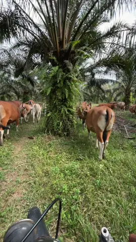 🐮 #sapibali #peternakmuda #peternaksapiindonesia #fyp #fyppppppppppppppppppppppp 
