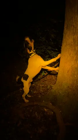 Up and at it early this morning. We are ready for fall! #Outdoors #hound 