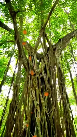 A massive strangler fig that has enveloped its host tree, now hollowed out to form a natural cathedral. Sunbeams stream through gaps in the fig’s lattice, illuminating motes of pollen drifting in the air... #nature #tree #forest #fypシ゚  #foryou 