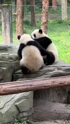 Yu Ke and Yu Ai fight.They are twins.#usa🇺🇸 #fyp #funny #panda #panda🐼 #yukeyuai#Los Angeles#unitedstates 