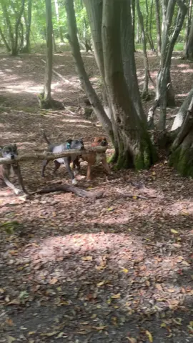 a really nice relaxing walk with three staffies x  #dogsoftiktok 
