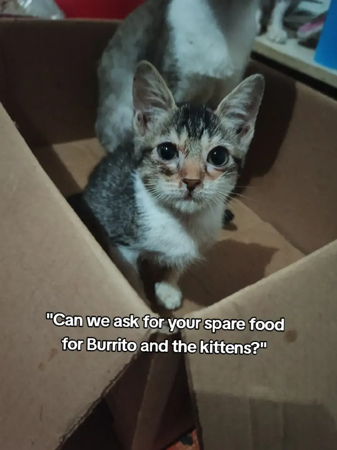 We are still in need of food. We got a little food but not enough for all of them. We hope you can support and sustain their needs. 😢 #SaveOneProject #SecretLifeOfStrays #SpayNeuterSavesLives 