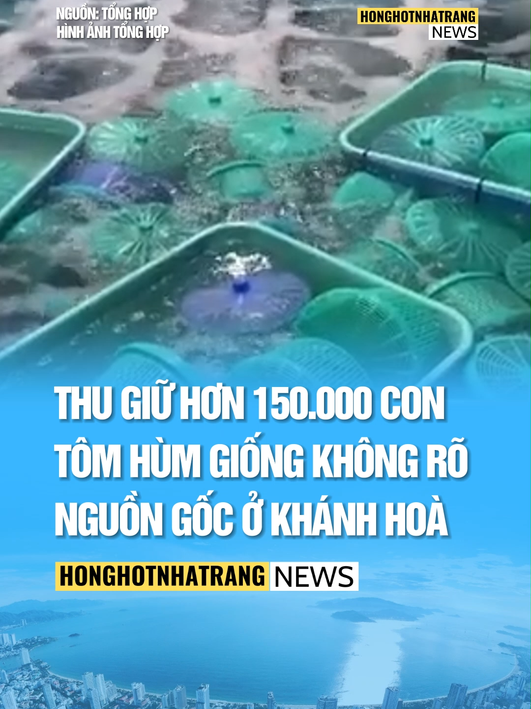 Thu giữ hơn 150.000 con tôm hùm giống không rõ nguồn gốc ở Khánh Hoà #honghotnhatrang #nhatrang #khanhhoa #news #tiktoknews