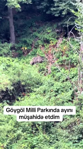 Göygöl Milli Parkında ayını müşahidə etdim