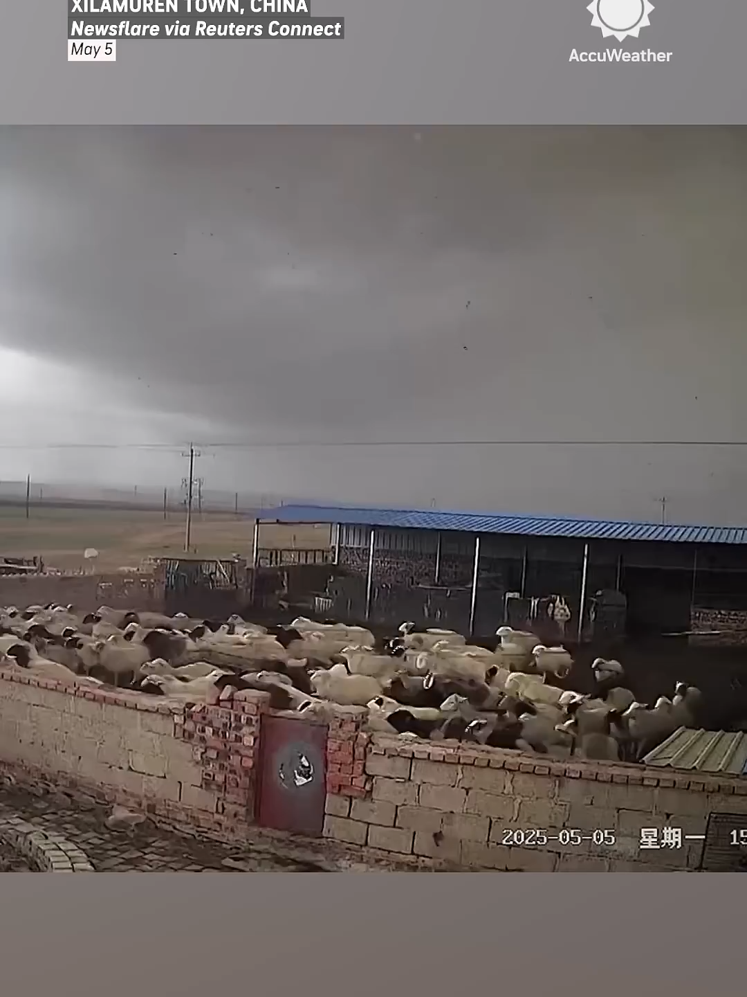 Sheep Huddle Together During Tornado