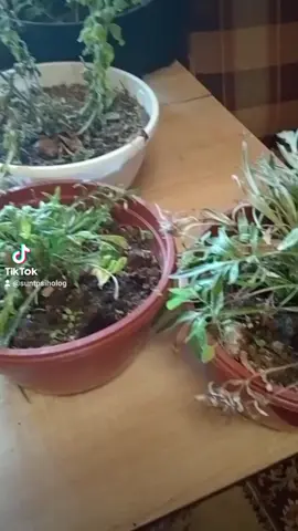 #plantedecameră#