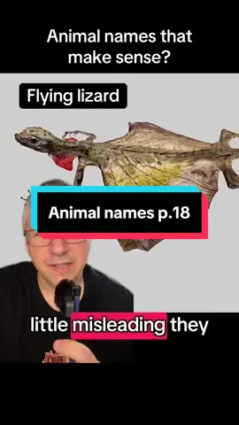 The tiger salamander doesn’t look 100% ok. Do you know other animals? #animalsoftiktok #wildlife #nature #animalnames 