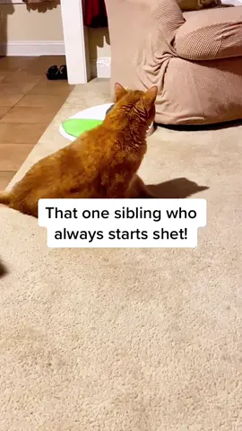 Every time. #catmanor #catsoftiktok #nikothedestroyer #drakethecat #onthisday 
