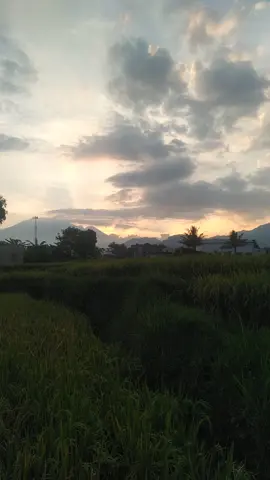#sore hari#area pesawahan. pepohonan. gunung#lagu sunda#lokasi kp. panembong. kec. cianjur. kab. cianjur. jabar. 