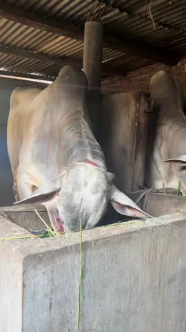 sapi jumbo kebumen  #kandangberkahfarm  #sapipokebumen  #peternaksapiindonesia  #masukberandafyp  #fypage 