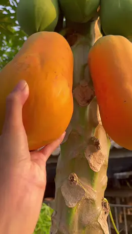Picking fruit that you grow yourself is wonderful #top #tiktok #fruit 