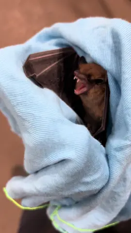 Poor guy was Stressin 🥺🦇 #bat #michiganbat #animal #batrescue #workfinds 