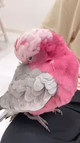 #ForYou #ForYouPage #FYP #Viral #TrendingNow #Explore#WorldTrending #GlobalFYP #ViralVideo#SingingBird #WhistlingBird #ParrotSinging #BirdMusic #ViralSounds #FunnyBirds #TalentShowPet#Cockatiel #CockatielSinging #CockatielTok #TalkingBird #BirdTok #ParrotTok #PetTok #ViralBird #CuteBirds #BirdLovers 