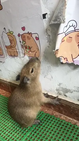 Is that me? 😂 #capybara #carpincho #fyp #foryou #funny