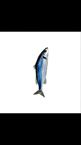 spiningfish#spiningfish #fish #animals #pet #pets #fyp  #foryou #foryoupage 