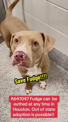 Fill out the app in my bio if you are interested in adopting Fudge!! #rescuedogarmy #rescuedogarmy❤️ #houstonwehaveaproblem #rescuedogarmystrong #houston 