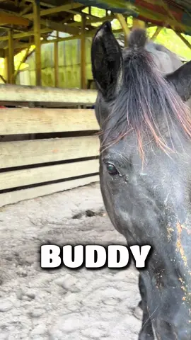 Jeremy’s worried about PINK EYE! #fyp #horse #cow #fart #hopelessranch #bucket #ranch #equestrian #outside #weekend #sunday #horses #horsey #horsetok #feeding #pasture #graze #grazing #grasspuppy #heifer #bull #pooh #poohbear #browncow #blackhorse #morning #fl #flordiacheck #rocky #rockymyhorse #angel #poohthecow 
