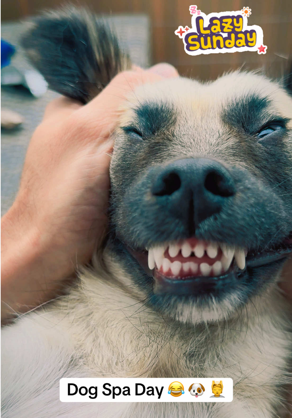 Sunday vibes 🐶💆‍♂️ little dog spa with Lia – pure love. Sonntagsentspannung mit Lia, einfach süß & lustig #liasadventures #dogs #dogspa #sundays #relaxing 