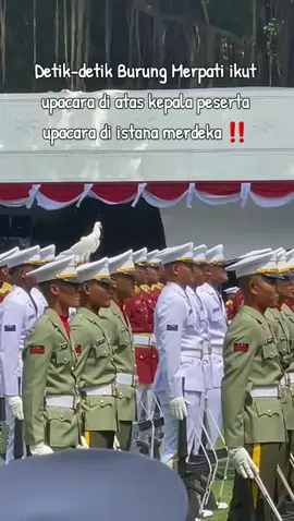 Detik-detik Burung Merpati ikut upacara di atas kepala peserta upacara di istana merdeka ‼️ #istananegara #indonesia🇮🇩 