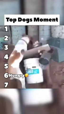 | Funny Dogs Moment | 😂😂😂#top #fyp #funny #dog 