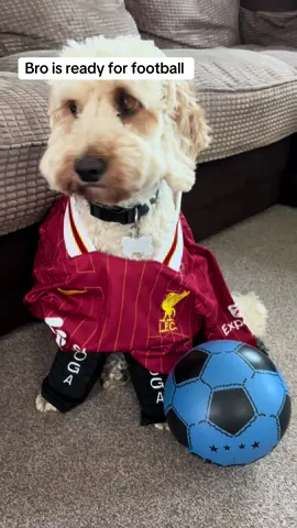 Bro is ready for football #dog #liverpoolfc #cockapoo #aura #football #joga #virgilvandijk 
