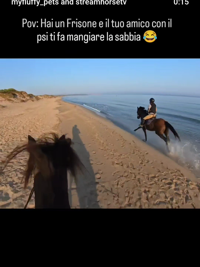 Perennemente ultima 😂 🥰🎥 @myfluffy_pets  #psi #friesianhorse #cavallichepassione #ilmiocavallo #cavallofrisone 