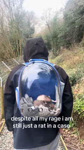 i’ve linked the carry case in my tiktok shop storefront on my page! 🐀  #ratsarepetstoo #petrat #rodentsoftiktok #cutiepatootie #ratatouille 
