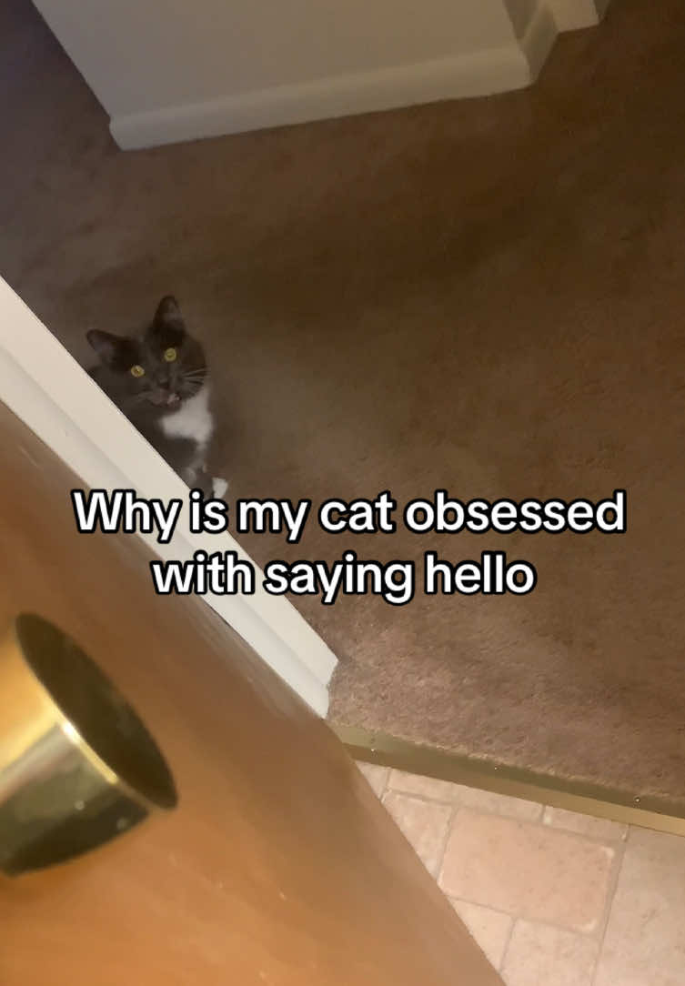 When he does the raspy hello it’s scary. My pants r dirty cuz I was working btw #cat #catmeow #talkingcat #catlife #catsoftiktok 