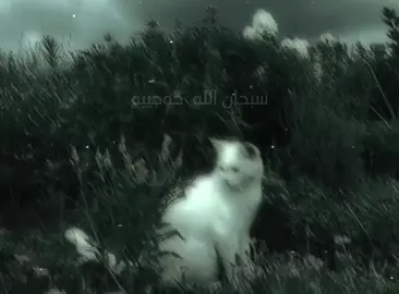 #مامۆستاحەسەن_سیرە 