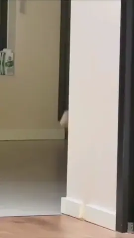 Theif Mode aon for cats 😹😹😹😹 #cat #cats #kitten #meow #catfight #catlovers #viral #funny #animals #trend  #thief #funny #fyp #pet #pets #mode #spycat #katje #katen #usa #kat 