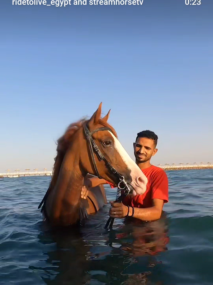 🐴💦 Swim. Ride. Repeat. Your Red Sea bucket list starts here 🌊✨ 📍 Hurghada – Egypt 📩 Book now & live the dream 🥰🎥 @ridetolive_egypt  #SwimWithHorses #HorseSwimming #HorseLovers #RedSeaMagic #HurghadaEgypt 