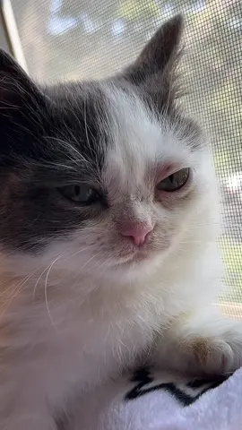 He’s plotting. #kermie #kermieworm #dwarfcat #catsoftiktok #pets