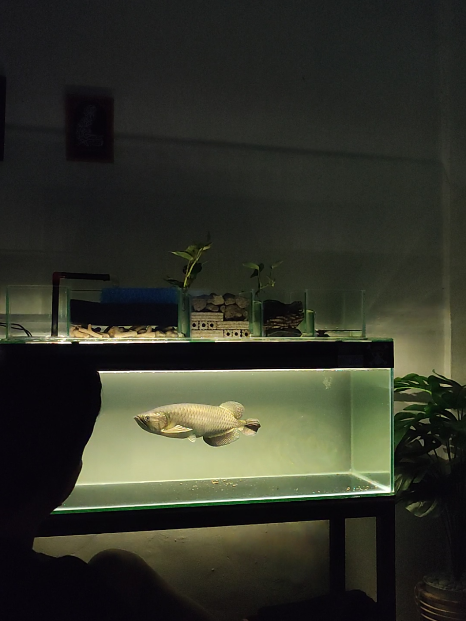 mencoba untuk lebih baik .. #jardini #refresh #relax #arwanasuperred #predatorfish 
