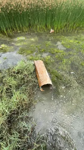 mencari ikan terdampar di tambak 